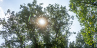 Image of sun shining through trees